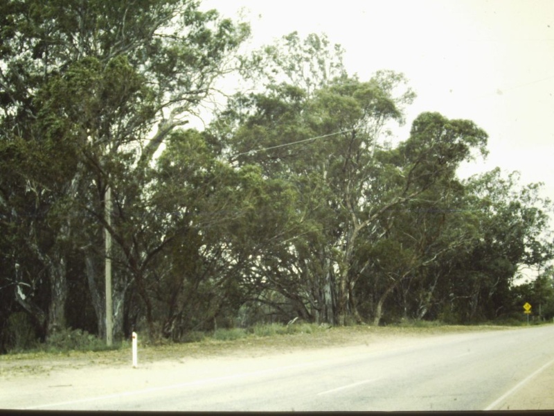 T11166 Eucalyptus porosa