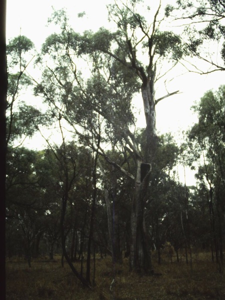 T11167 Eucalyptus microcarpa