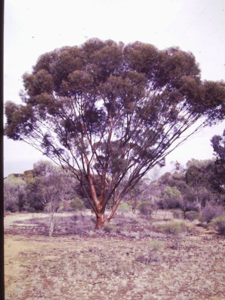 T11169 Eucalyptus diptera