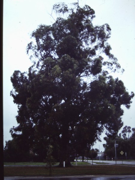 T11176 Eucalyptus cladocalyx