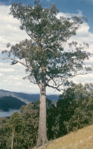T11271 Eucalyptus macrorhyncha