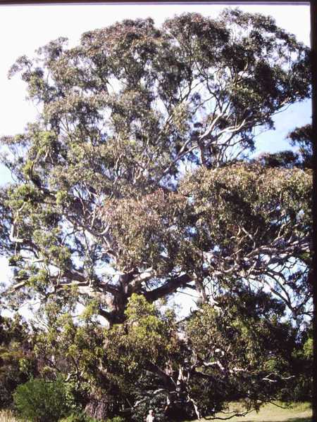 T11190 Eucalyptus bosistoana