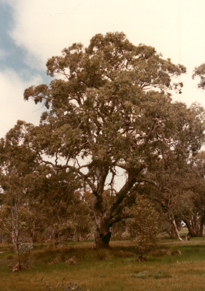 T11273 Eucalyptus camaldulensis