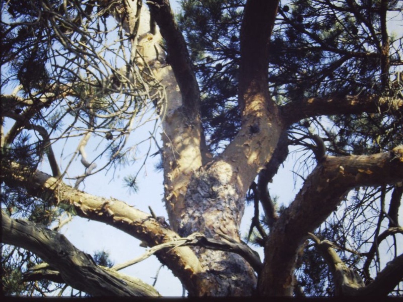 T11196 Pinus sylvestris