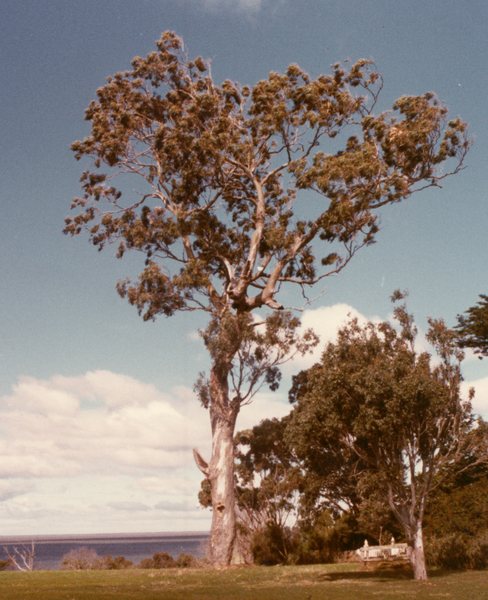 T11279 Eucalyptus tereticornis