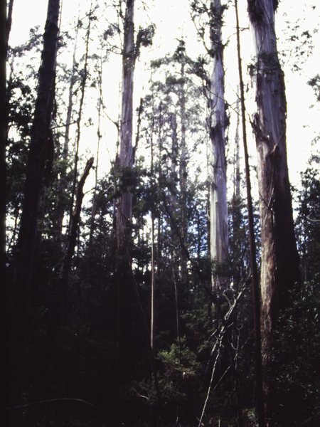 T11201 Eucalyptus regnans