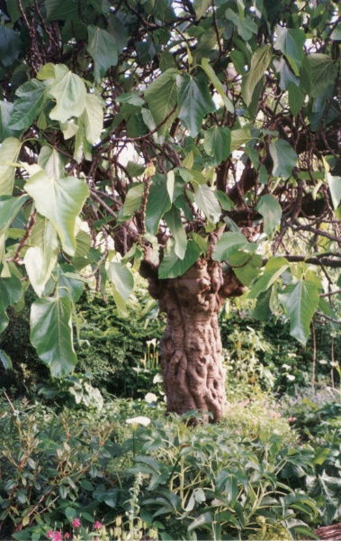 T11348 Ficus carica 'Hortensis'