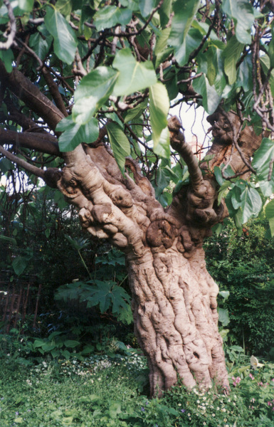 T11348 Ficus carica 'Hortensis'