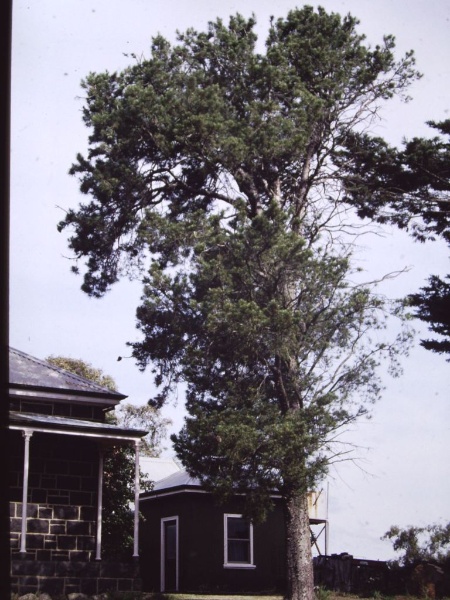 T11249 Pinus gerardiana