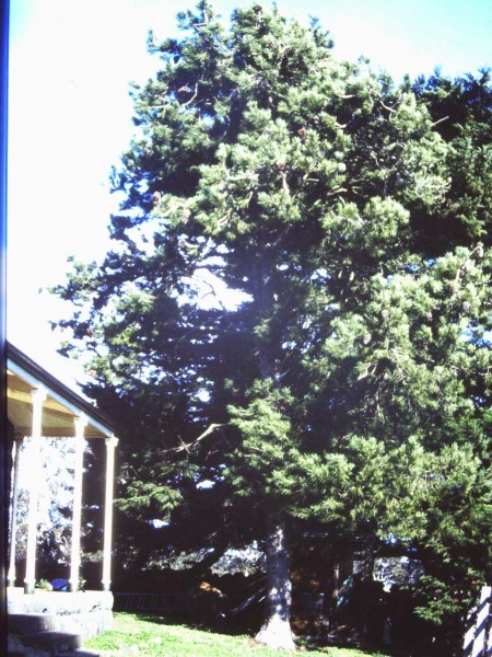 T11249 Pinus gerardiana
