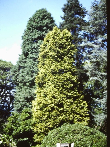 T11263 Chamaecyparis lawsoniana 'Aurea'