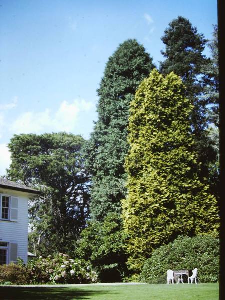 T11263 Chamaecyparis lawsoniana 'Aurea'