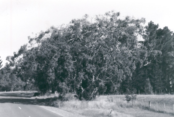 T11388 Eucalyptus viminalis