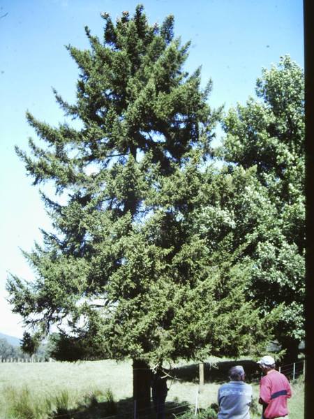T11267 Picea mariana