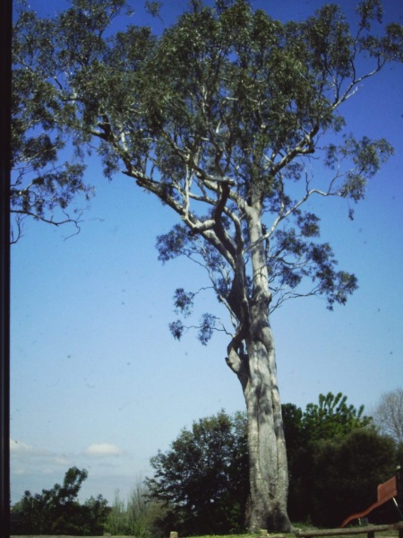 T11288 Eucalyptus camaldulensis