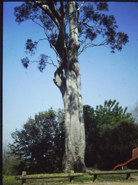 T11288 Eucalyptus camaldulensis