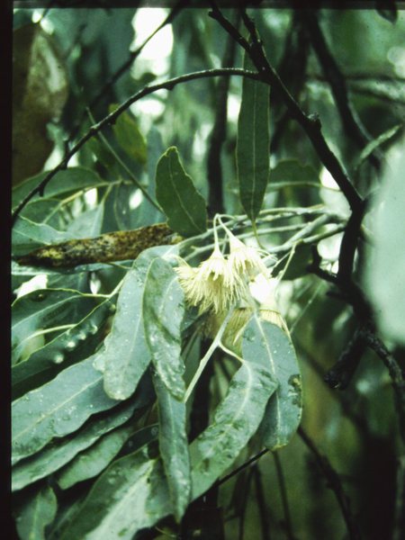 T11289 Eucalyptus sideroxylon subsp. tricarpa