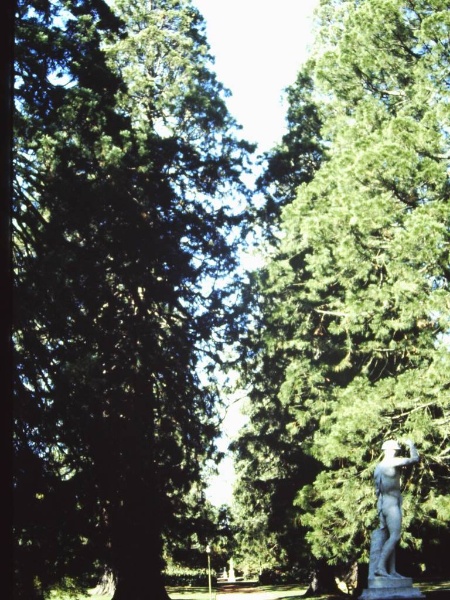 T11301 Sequoiadendron giganteum
