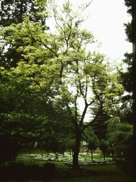 T11323 Fraxinus excelsior 'Auereo-variegata'