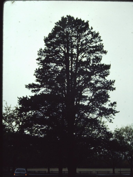 T11330 Pinus contorta var. Contorta