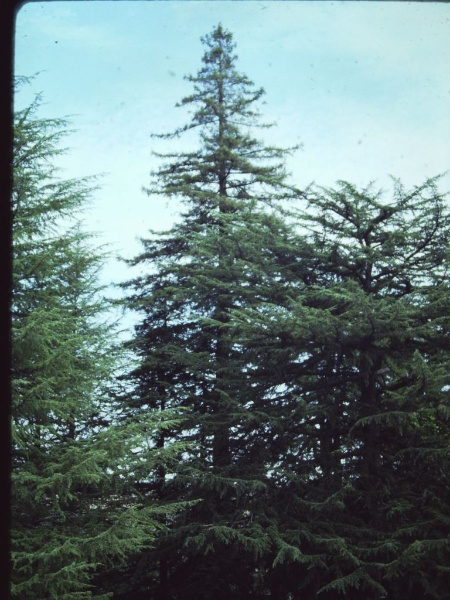 T11340 Sequoia sempervirens