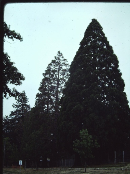 T11341 Sequoiadendron giganteum