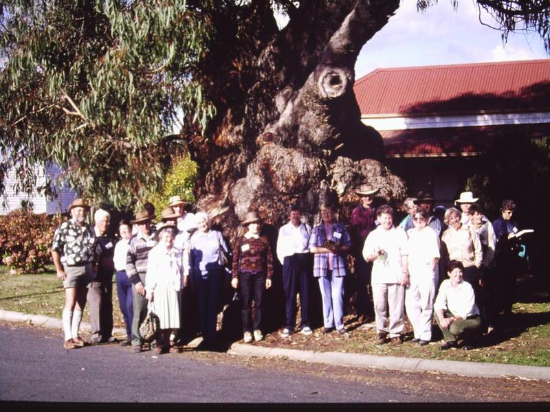 T11345 Eucalyptus bridgesiana