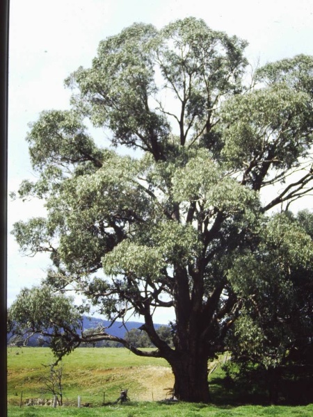 T11347 Eucalyptus bridgesiana