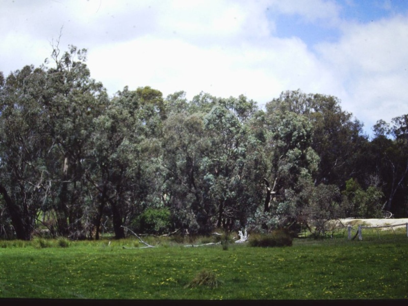 T11371 Eucalyptus cadens