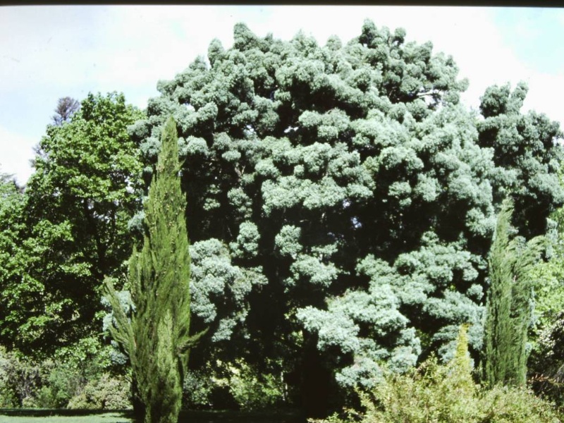 T11656 Afrocarpus falcata
