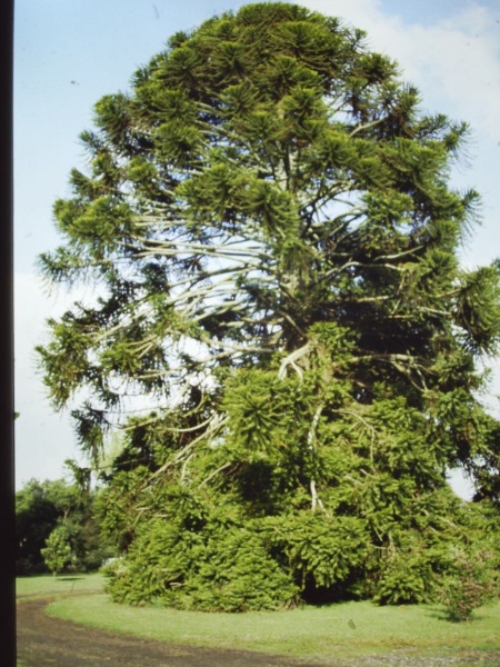 T11497 Araucaria bidwillii