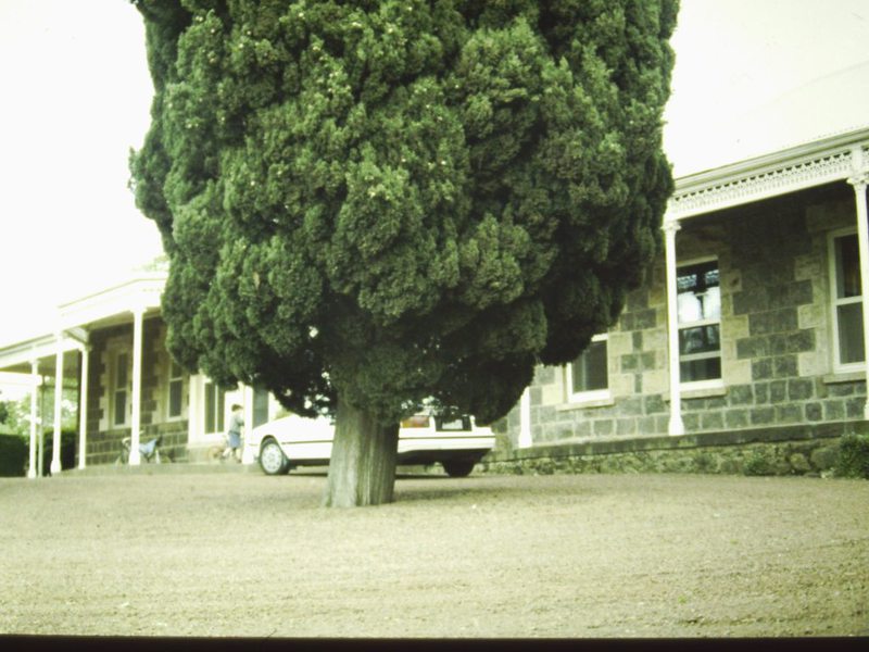 T11961 Cupressus sempervirens