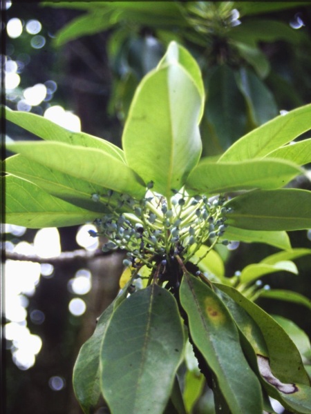 T11670 Daphniphyllum macropodum