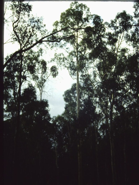 T11489 Eucalyptus camaldulensis
