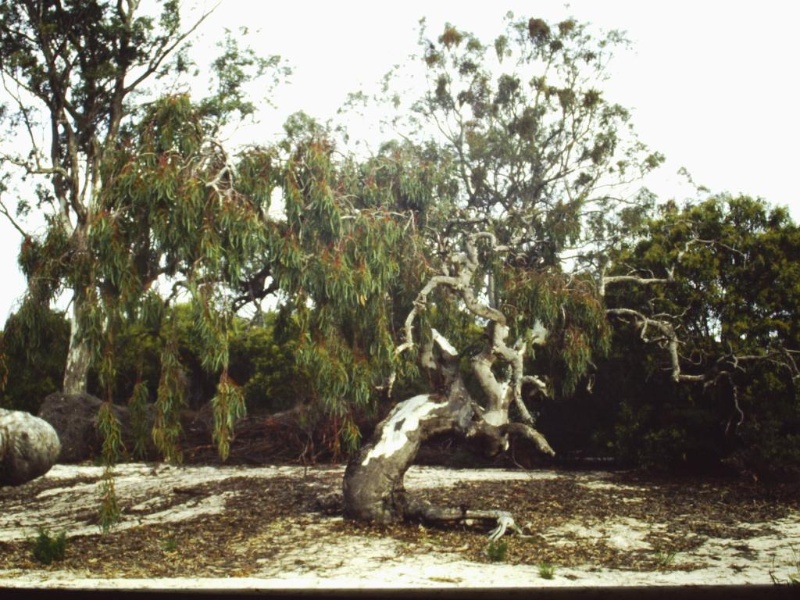 T11540 Eucalyptus camaldulensis