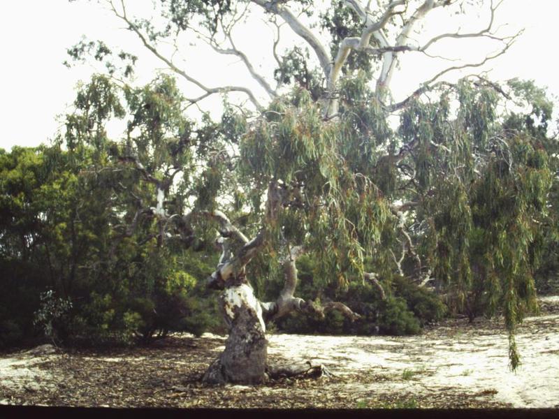 T11540 Eucalyptus camaldulensis