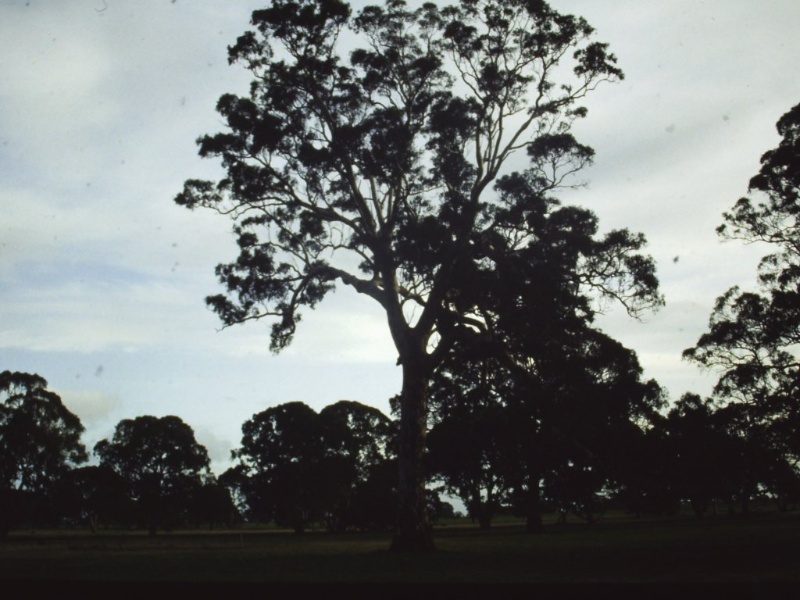 T11770 Eucalyptus camaldulensis