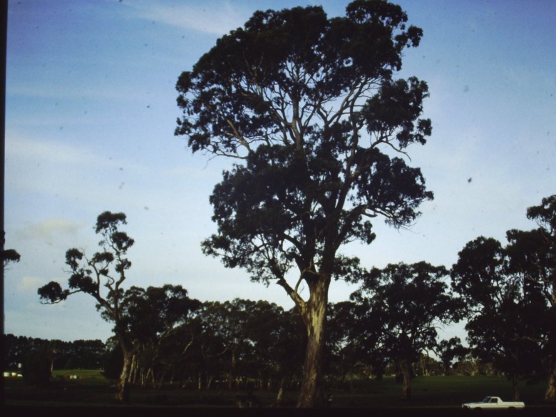 T11771 Eucalyptus camaldulensis