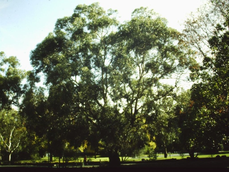 T11535 Eucalyptus cornuta