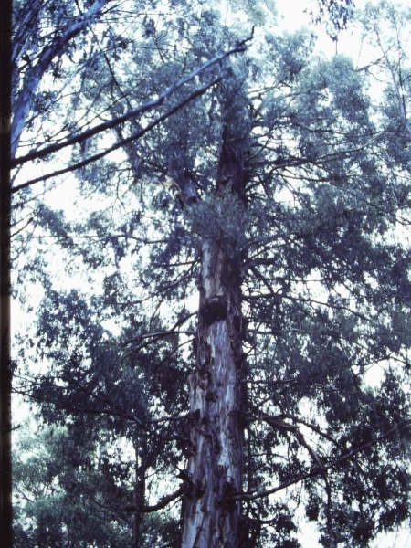 T11972 Eucalyptus denticulata