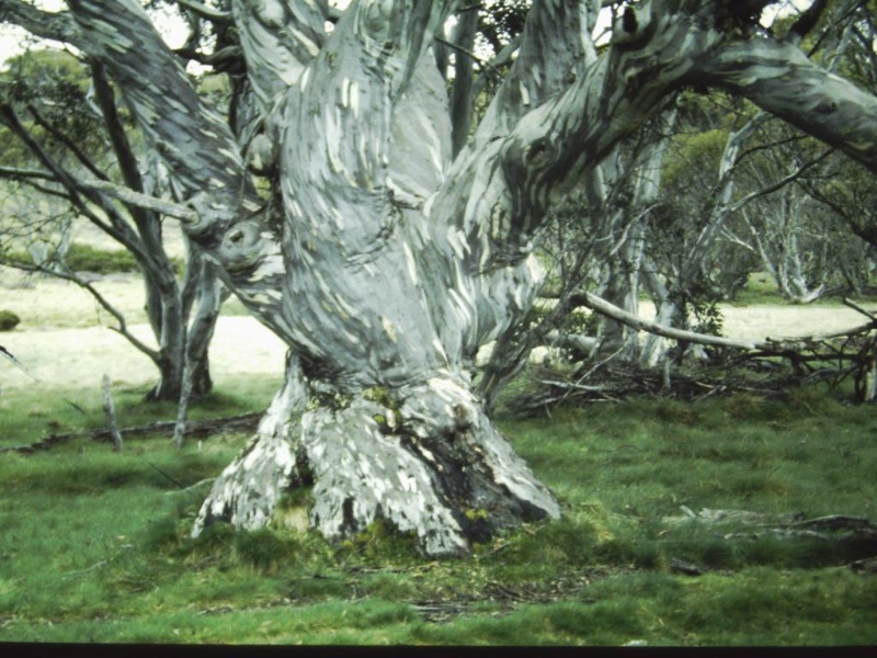 T11396 Eucalyptus pauciflora subsp. Pauciflora