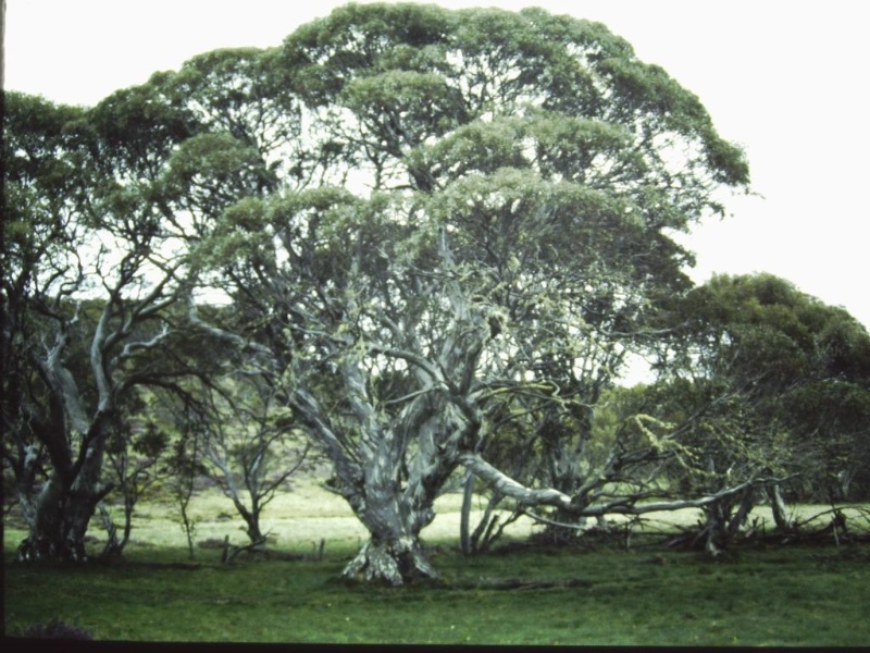 T11396 Eucalyptus pauciflora subsp. Pauciflora