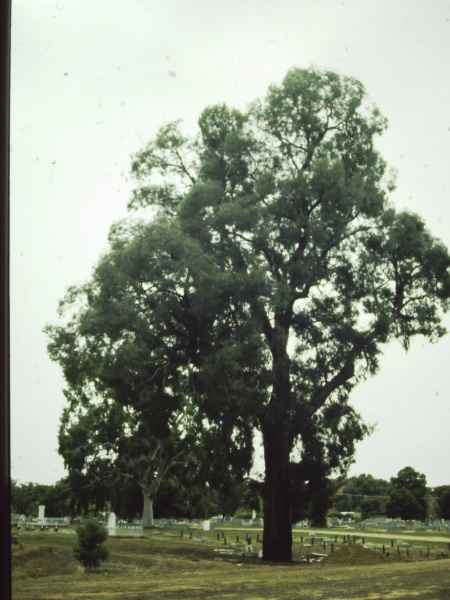 T11555 Eucalyptus sideroxylon