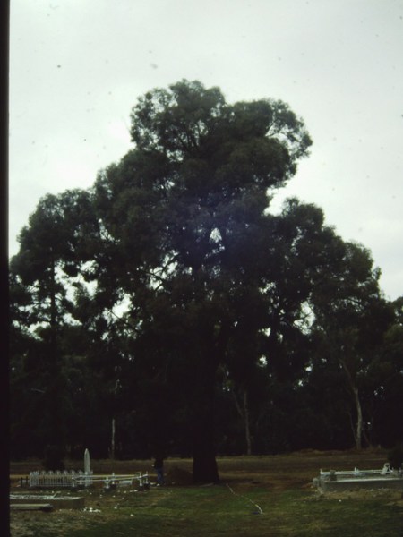 T11555 Eucalyptus sideroxylon