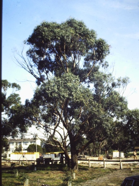 T11966 Eucalyptus yarraensis