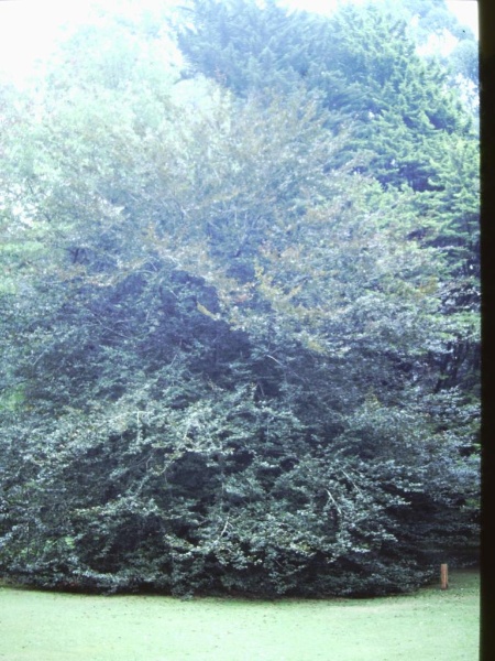 T11733 Fagus sylvatica f. purpurea