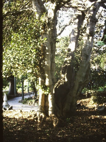 T12042 Ficus rubiginosa