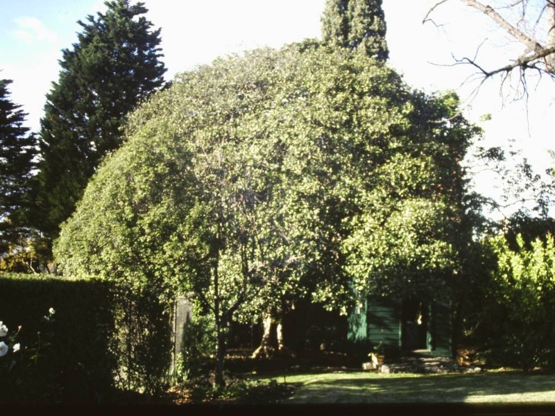 T12042 Ficus rubiginosa