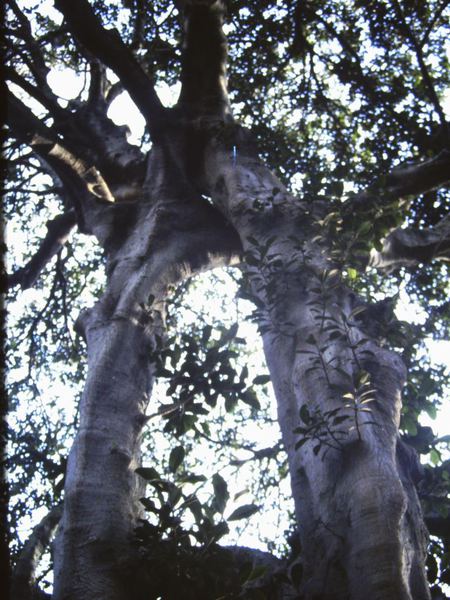 T12042 Ficus rubiginosa