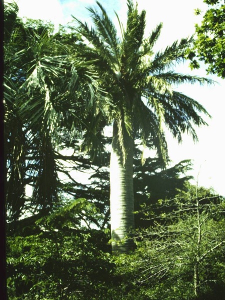 T11962 Jubaea chilensis